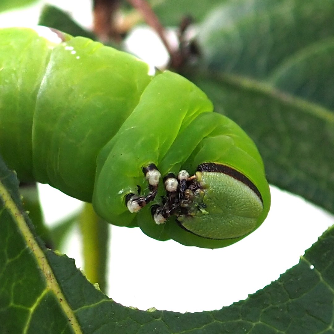 Ligusterschwärmer (Sphinx ligustri) Raupe 3