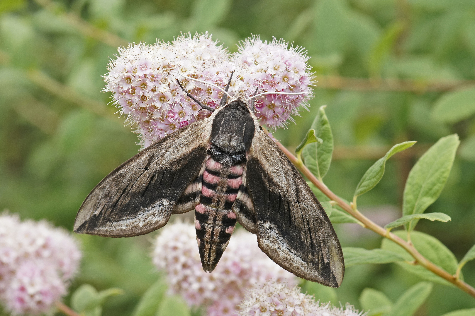 Ligusterschwärmer (Sphinx ligustri), Weibchen