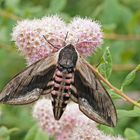 Ligusterschwärmer (Sphinx ligustri), Weibchen