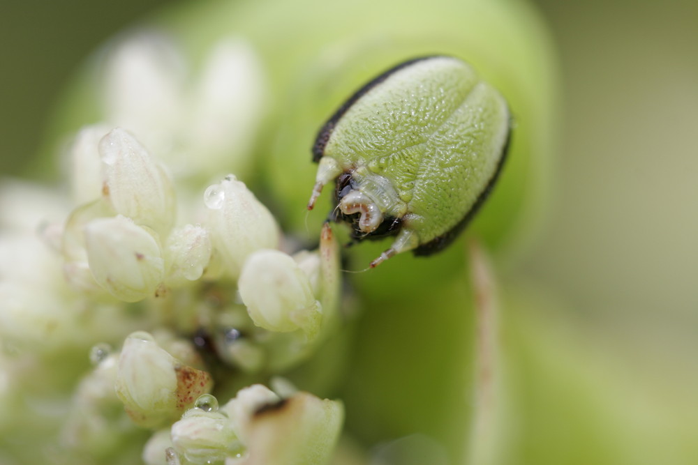 Ligusterschwärmerraupenportrait