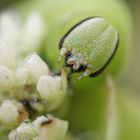 Ligusterschwärmerraupenportrait