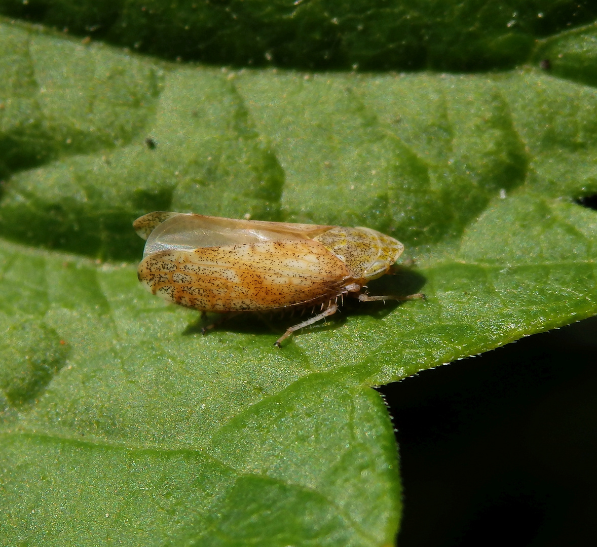 Ligusterstrauchzirpe (Fieberiella florii)