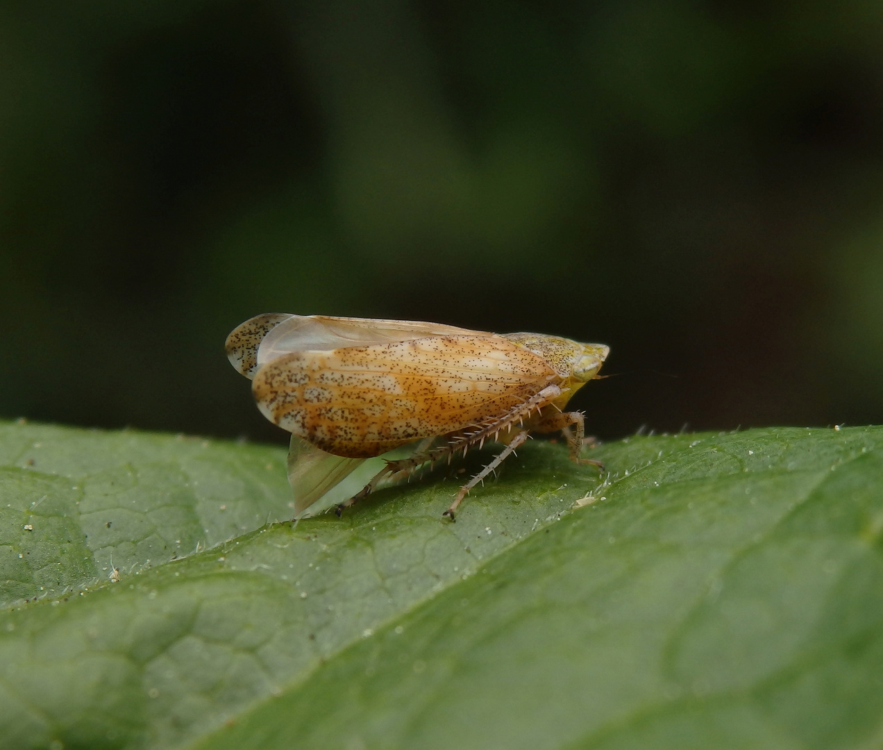 Ligusterstrauchzirpe (Fieberiella florii)