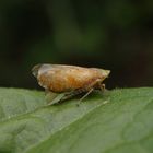 Ligusterstrauchzirpe (Fieberiella florii)