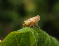 Ligusterstrauchzirpe (Fieberiella florii)