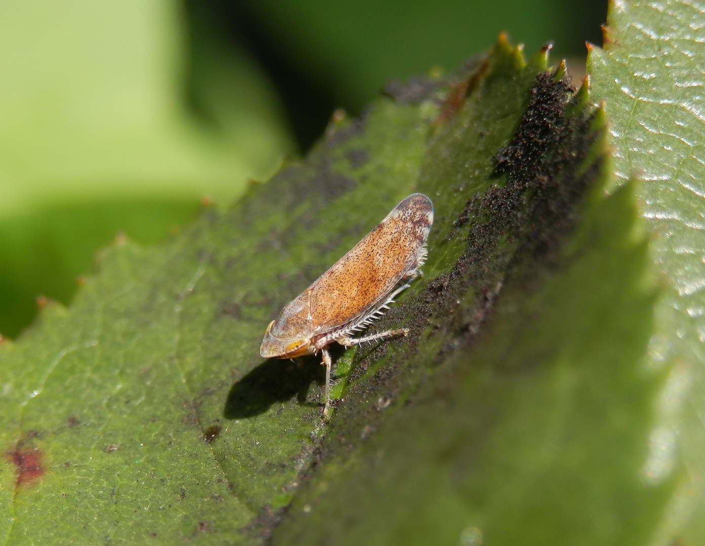 Ligusterstrauchzirpe (Fieberiella florii) - Imago