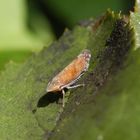 Ligusterstrauchzirpe (Fieberiella florii) - Imago