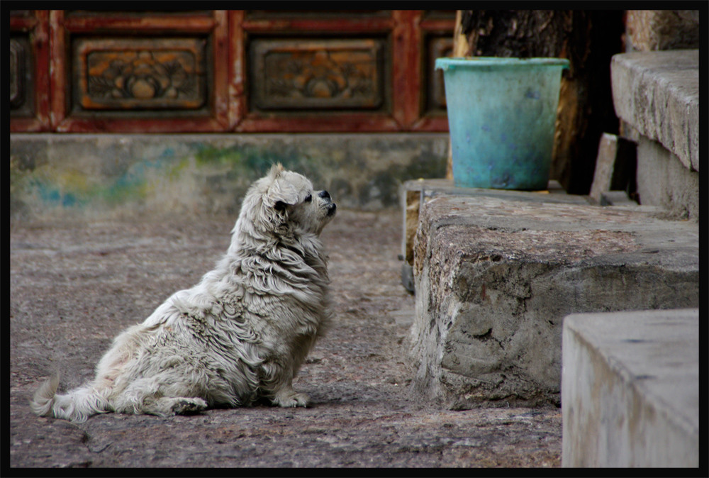 Lijiang Old Town: #24