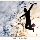 Like A Bird