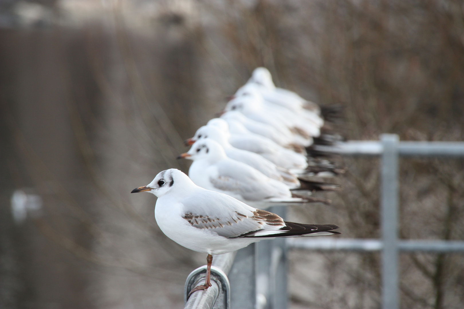 Like a bird on a wire