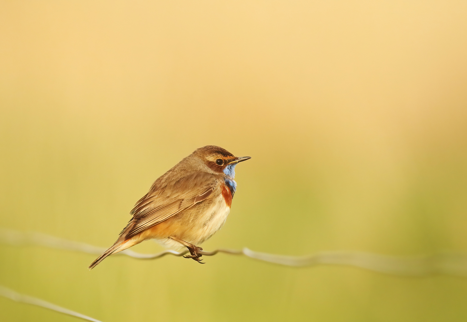 like a bird on the wire