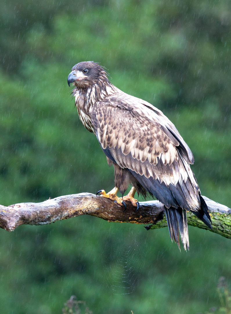 like a drowned rat