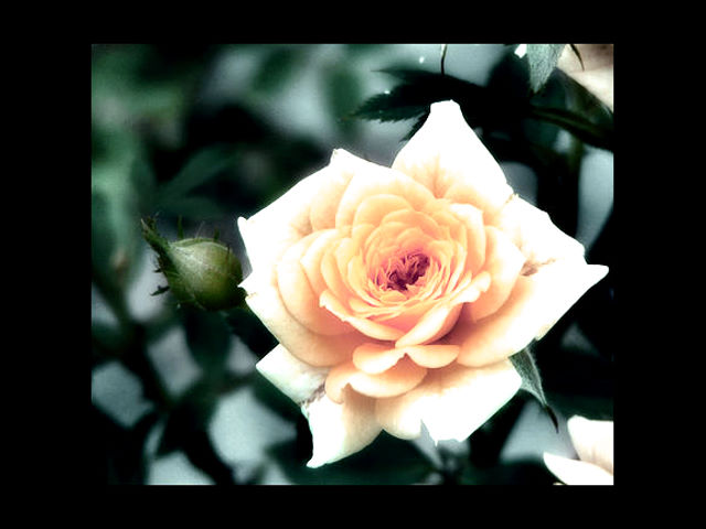 [like a rose...]