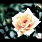 [like a rose...]