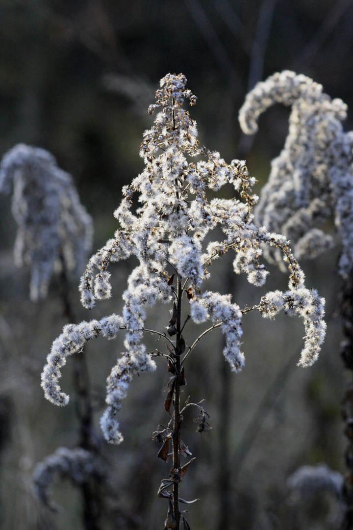 like a snowflakes' soft touch