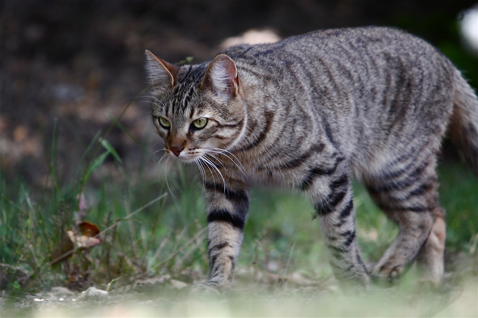 Like a tiger
