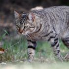 Like a tiger
