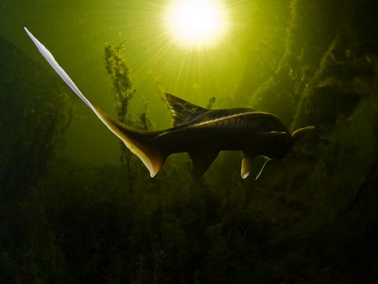 like a whaleshark ;)