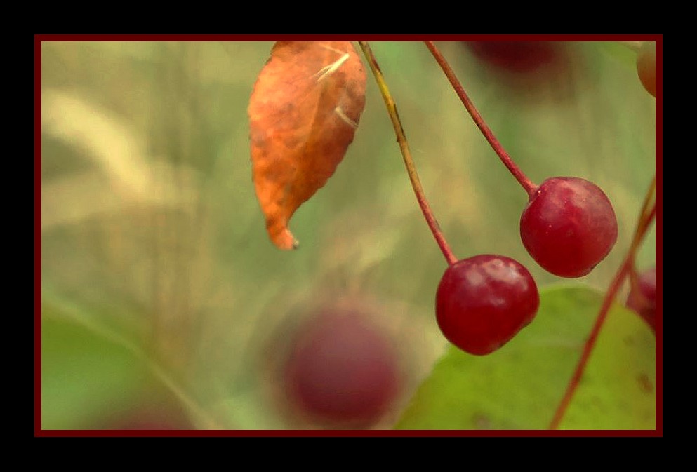 "like cherry´s" :)