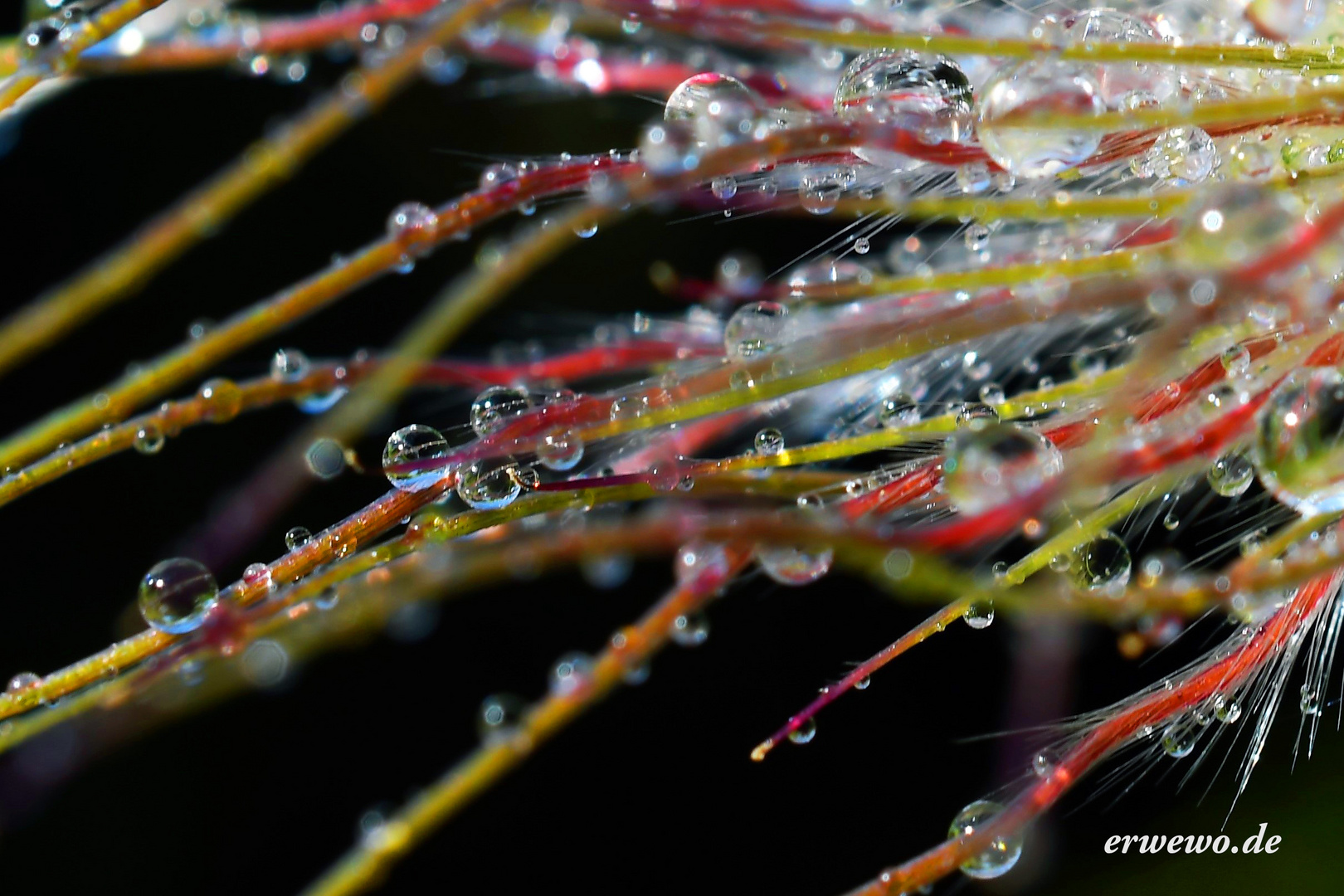 ...like diamonds... Foto & Bild | natur, macro, detail Bilder auf ...