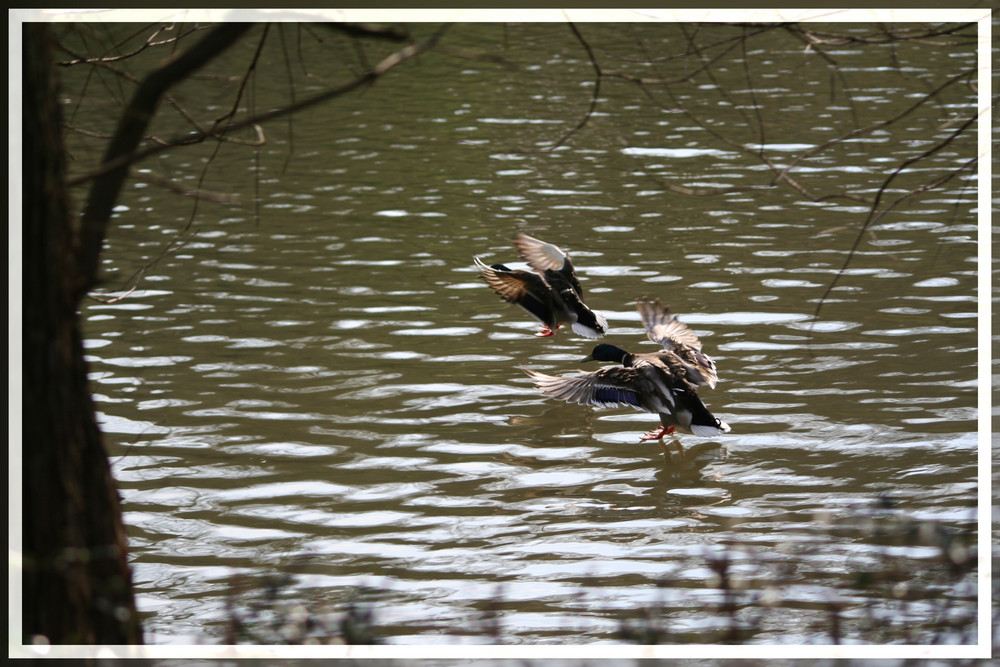 Like Jesus...walking over troubled water :)