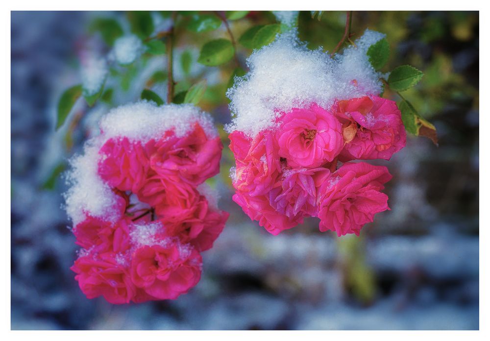 ... like roses in the snow ...