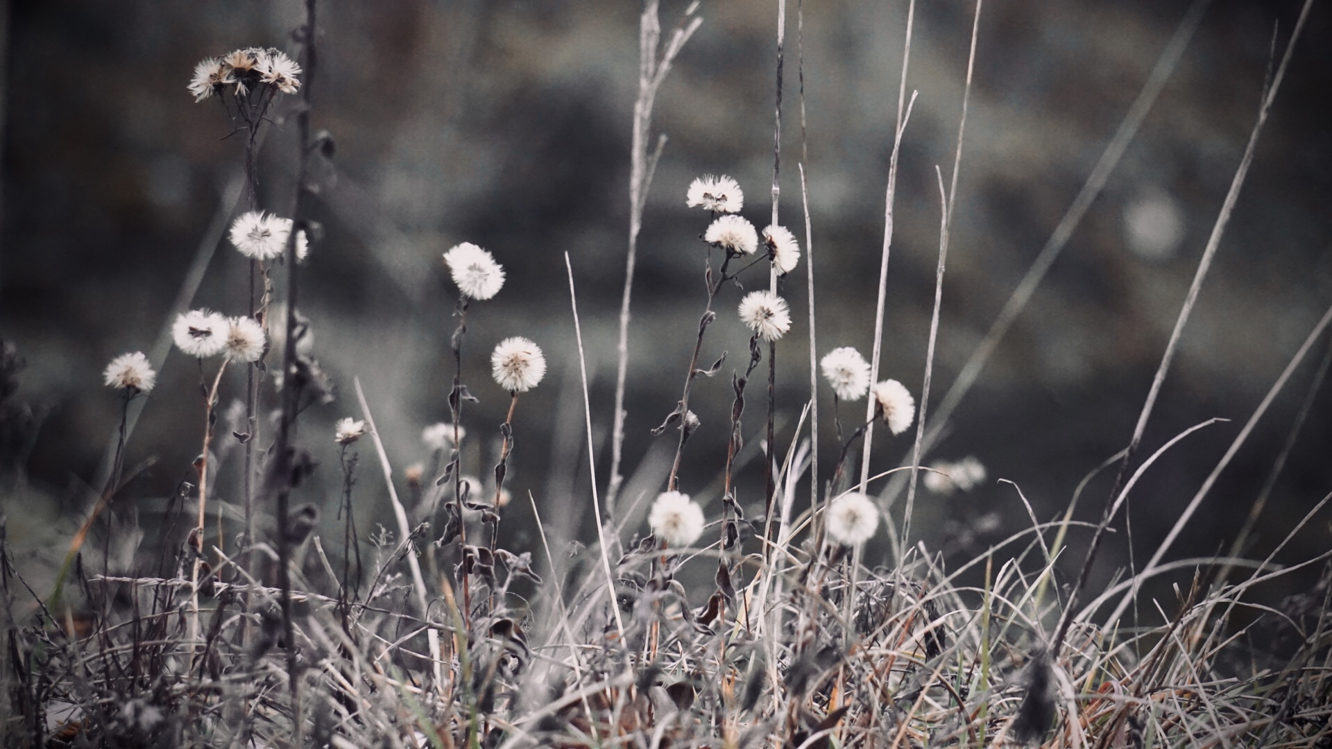 Like wildflowers you must allow yourself to grow in all the places people thought you never would. 