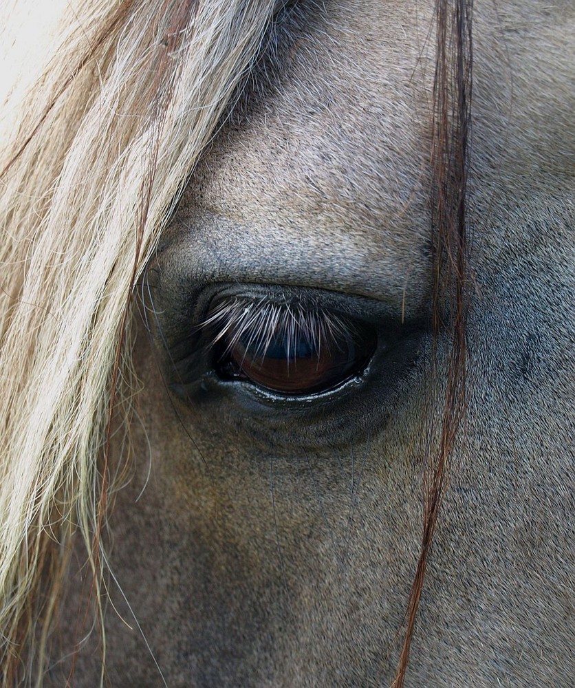 l´œil du cheval blanc