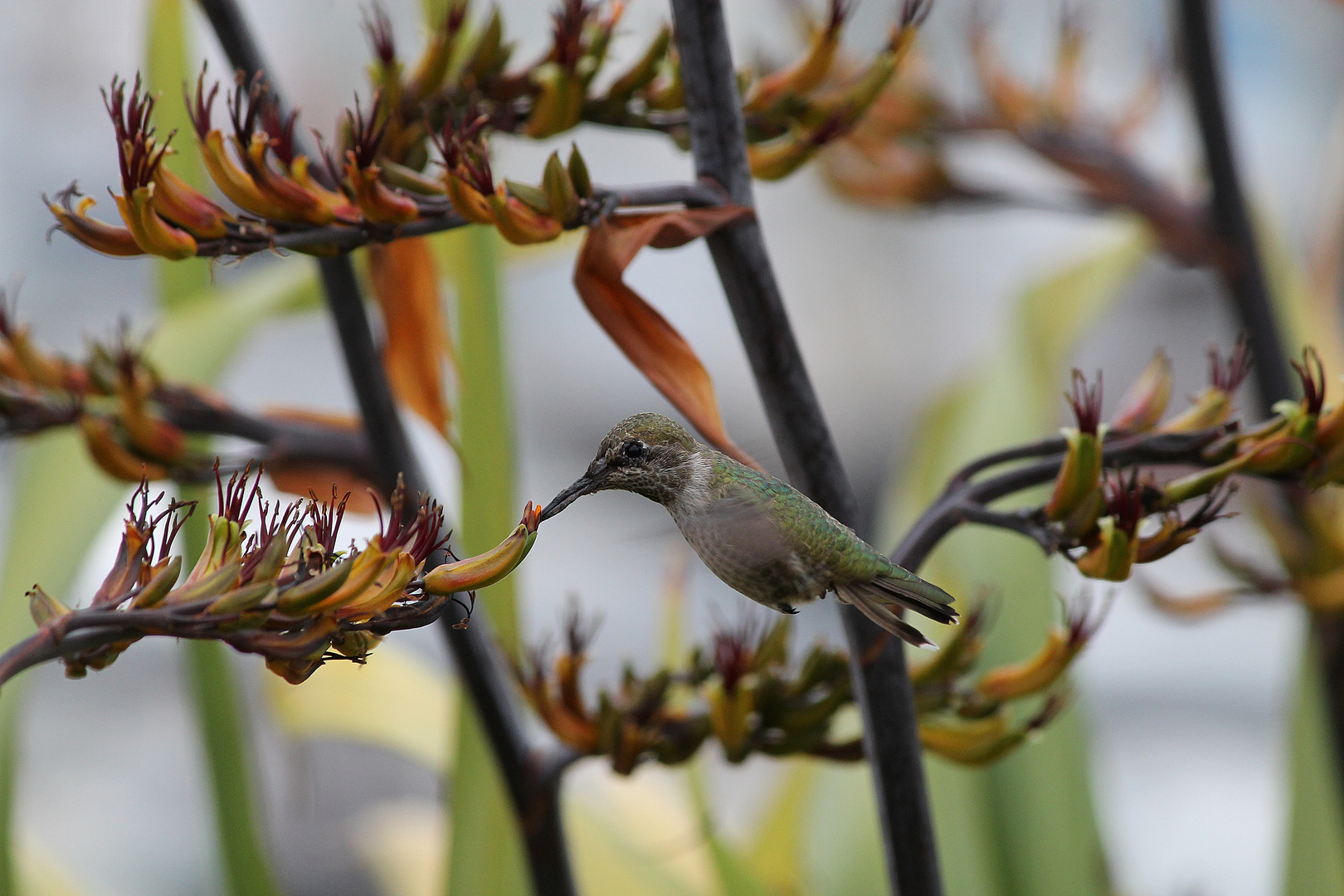 lil' hummingbird