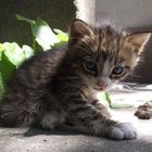 lil kitty