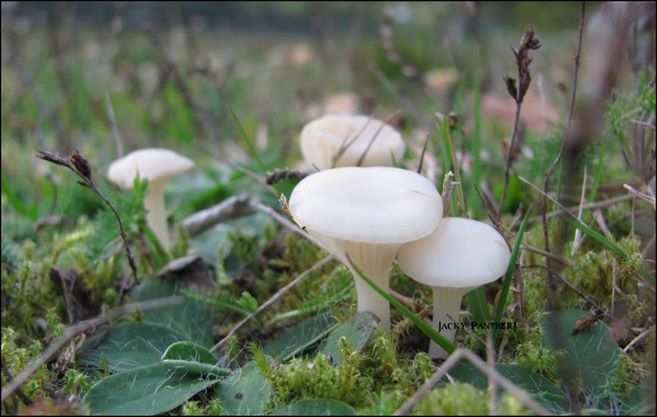 Lil Mushrooms