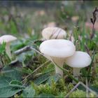 Lil Mushrooms