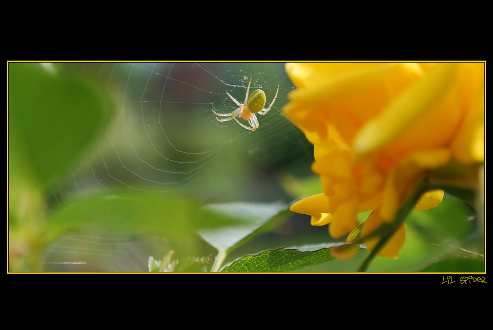 Lil spider making his net