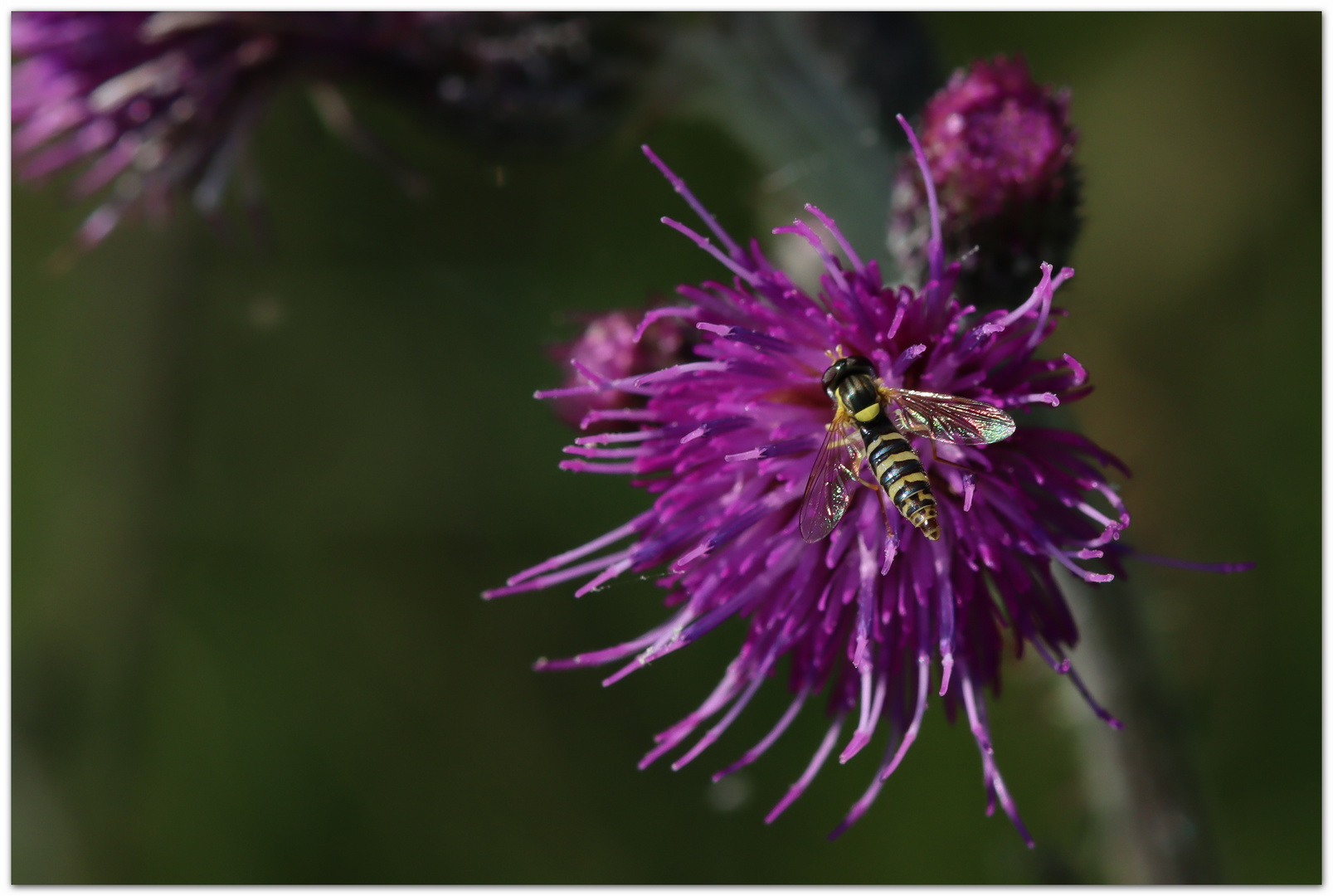 lila 1 Foto & Bild pflanzen, pilze & flechten, blüten