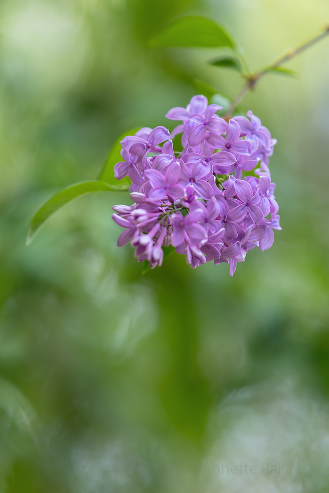 Lila Foto & Bild pflanzen, pilze & flechten, bäume, jahreszeiten