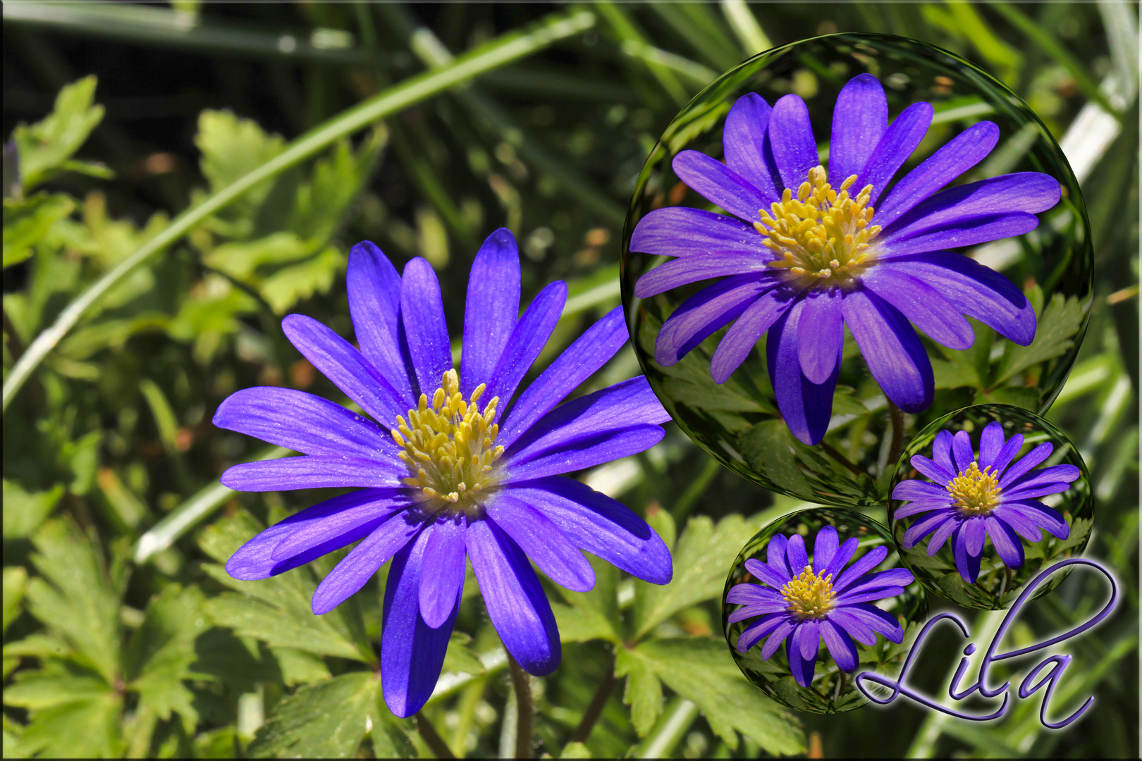 ~ Lila ~ Foto & Bild | natur-kreativ, blumen pflanzen, natur Bilder auf