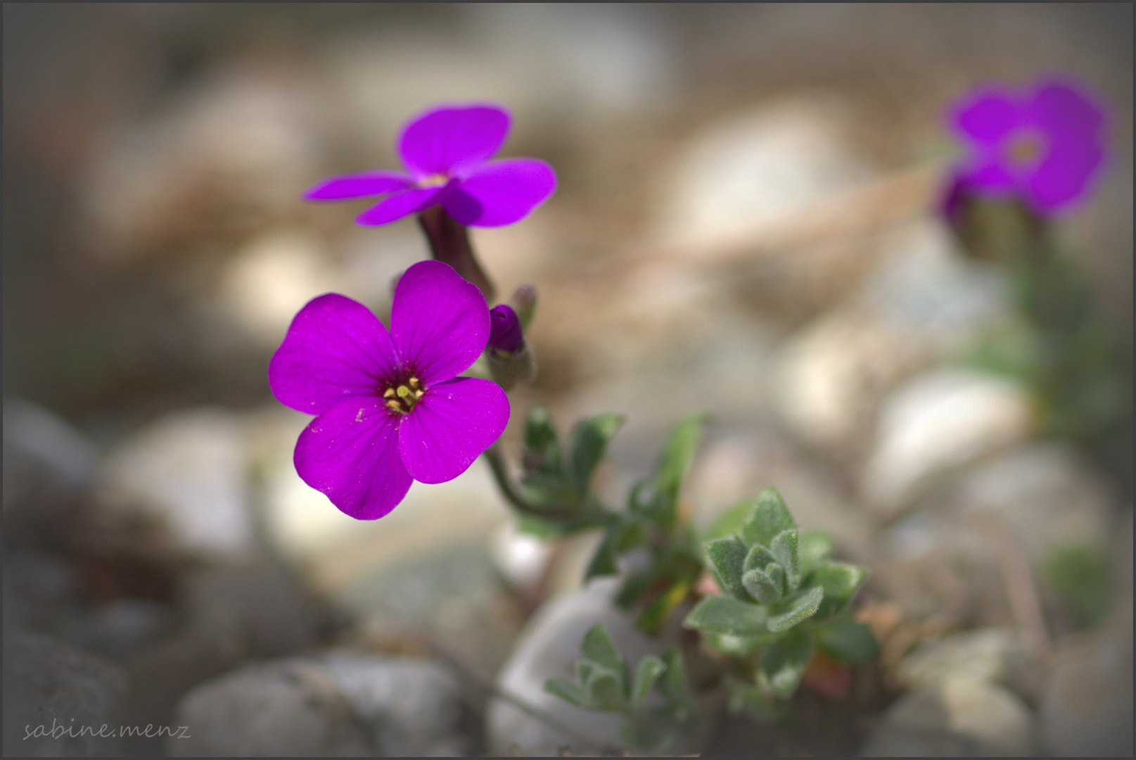 Lila.... Foto & Bild pflanzen, pilze & flechten, blüten