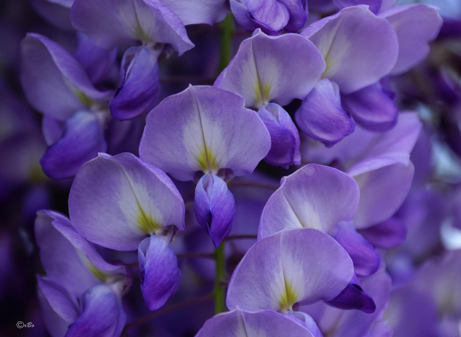 Lila Foto & Bild abstraktes, pflanzen, pilze & flechten, blüten