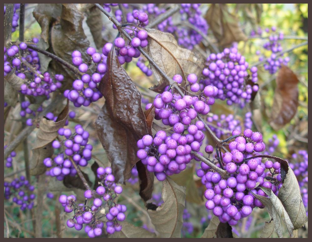 lila Foto & Bild pflanzen, pilze & flechten, früchte und beeren