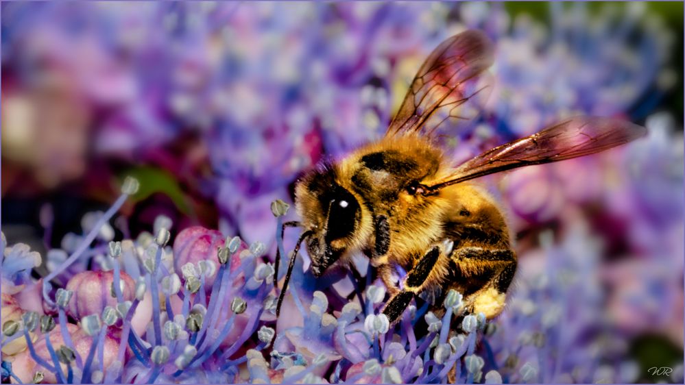 Lila Foto & Bild | makro, natur, nahaufnahme Bilder auf fotocommunity