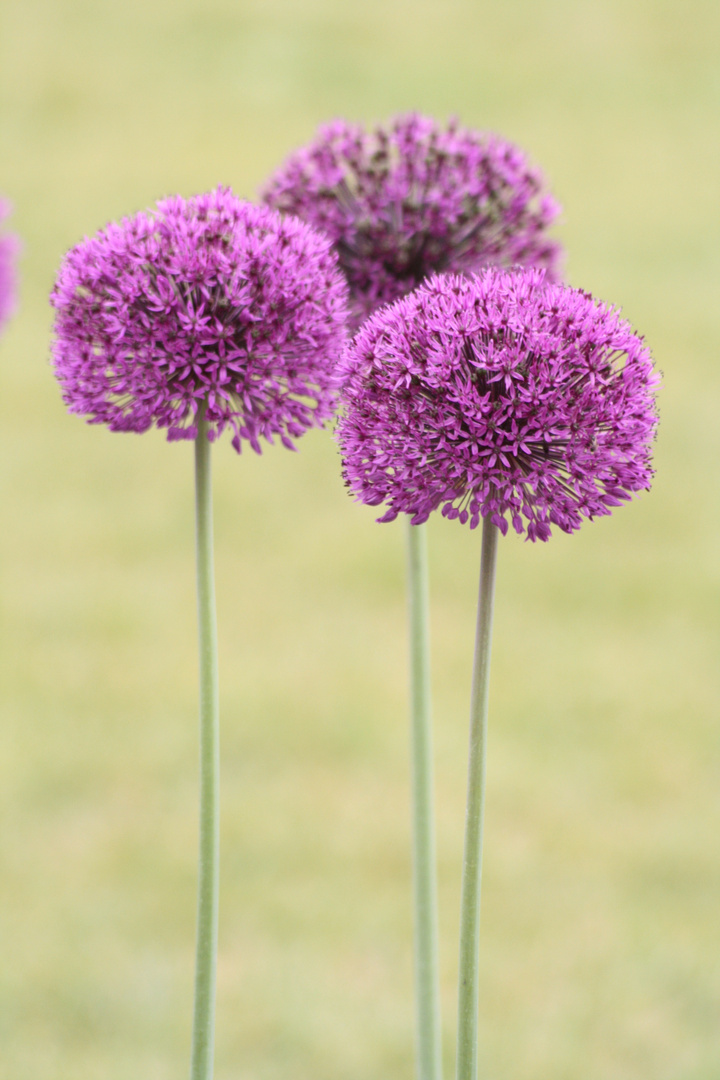 lila Allium