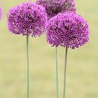 lila Allium