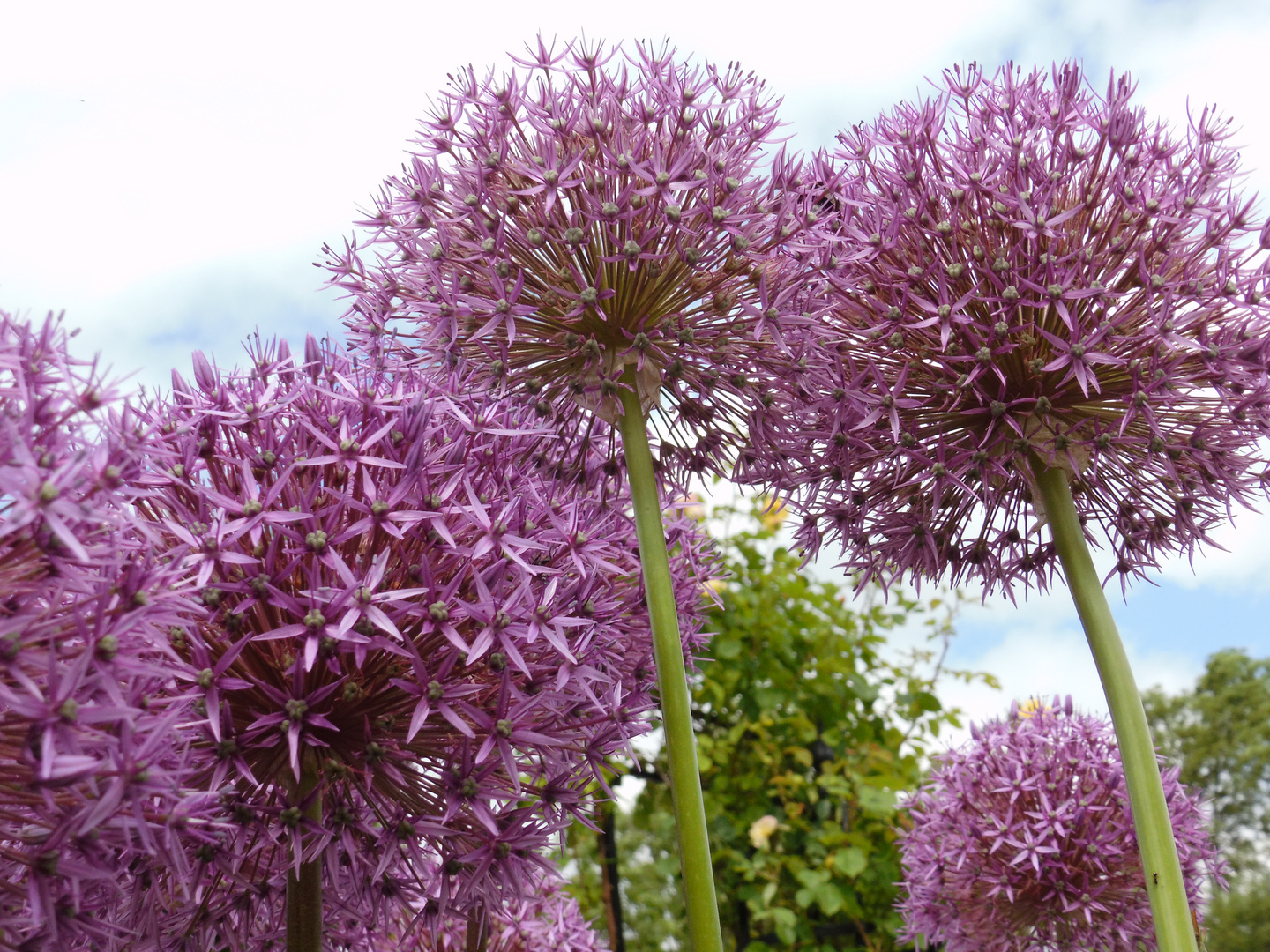 Lila Allium