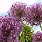 Lila Allium