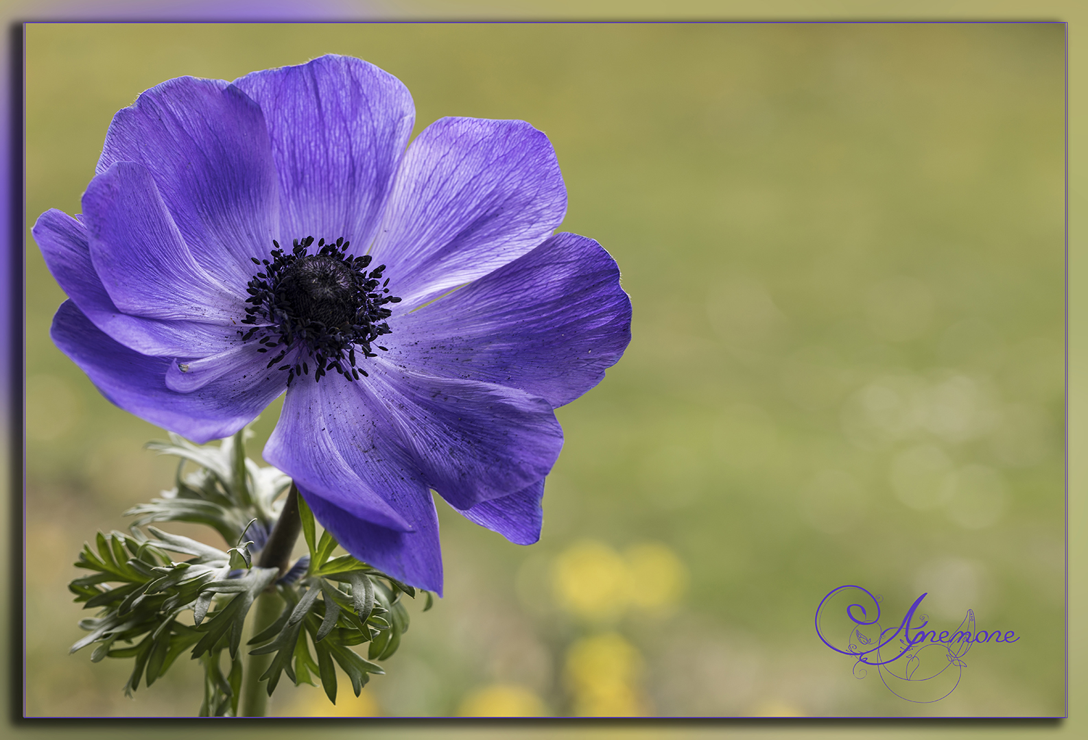  lila Anemone