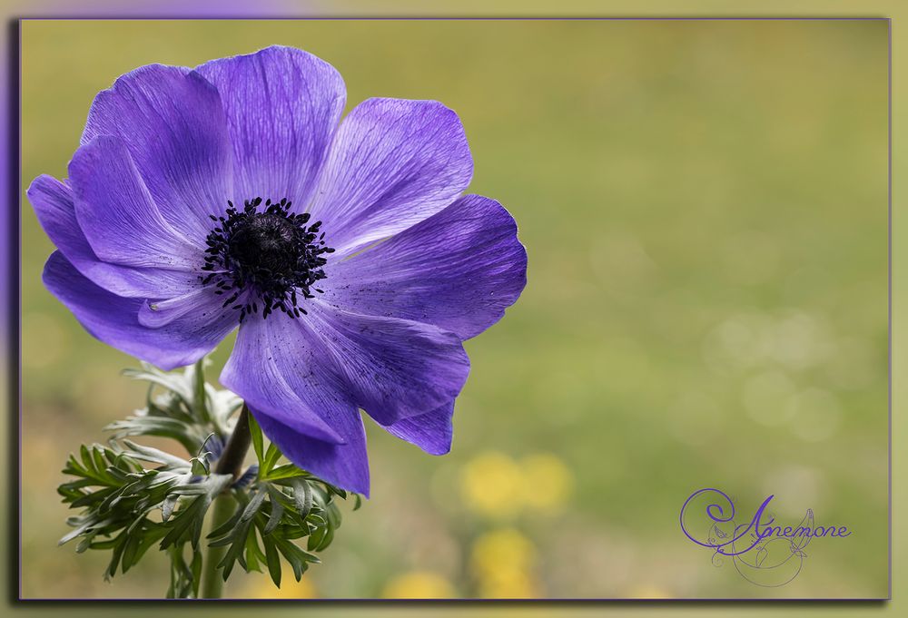  lila Anemone