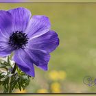  lila Anemone