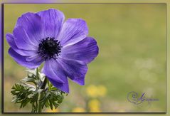  lila Anemone