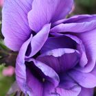 lila Anemone