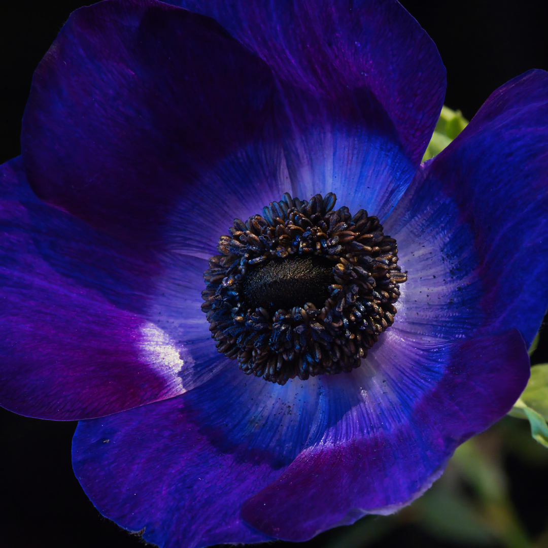 lila Anemone